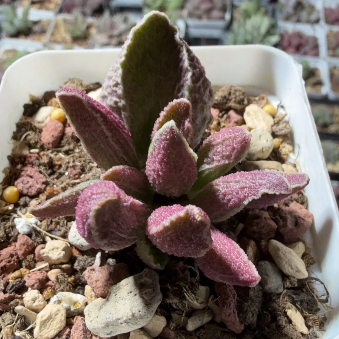 古灵阁 满68包邮