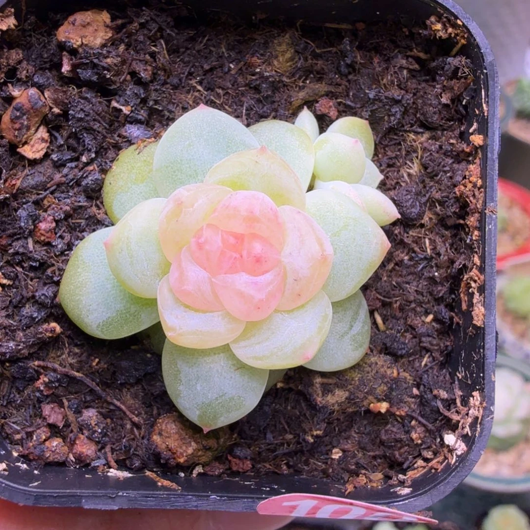 100号甜心青柠一物一拍