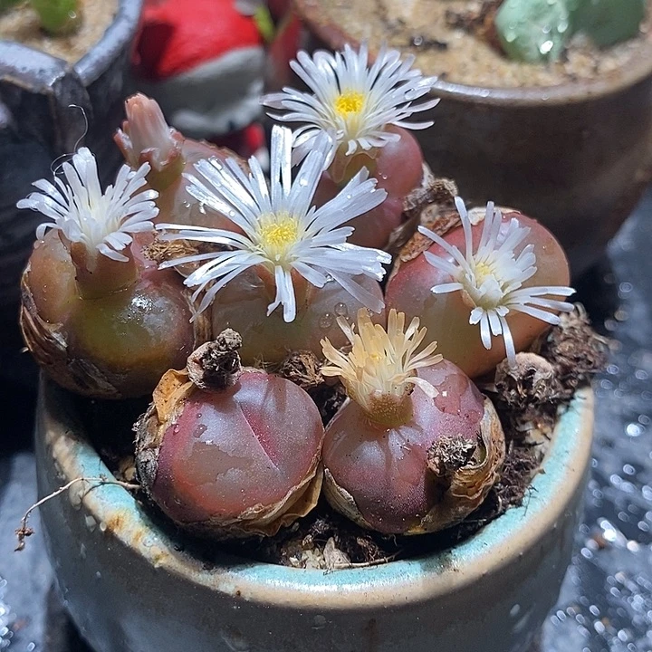 红宝石毛汉尼一颗。