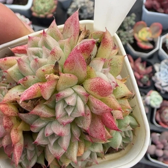 292麦秆肉植物多肉