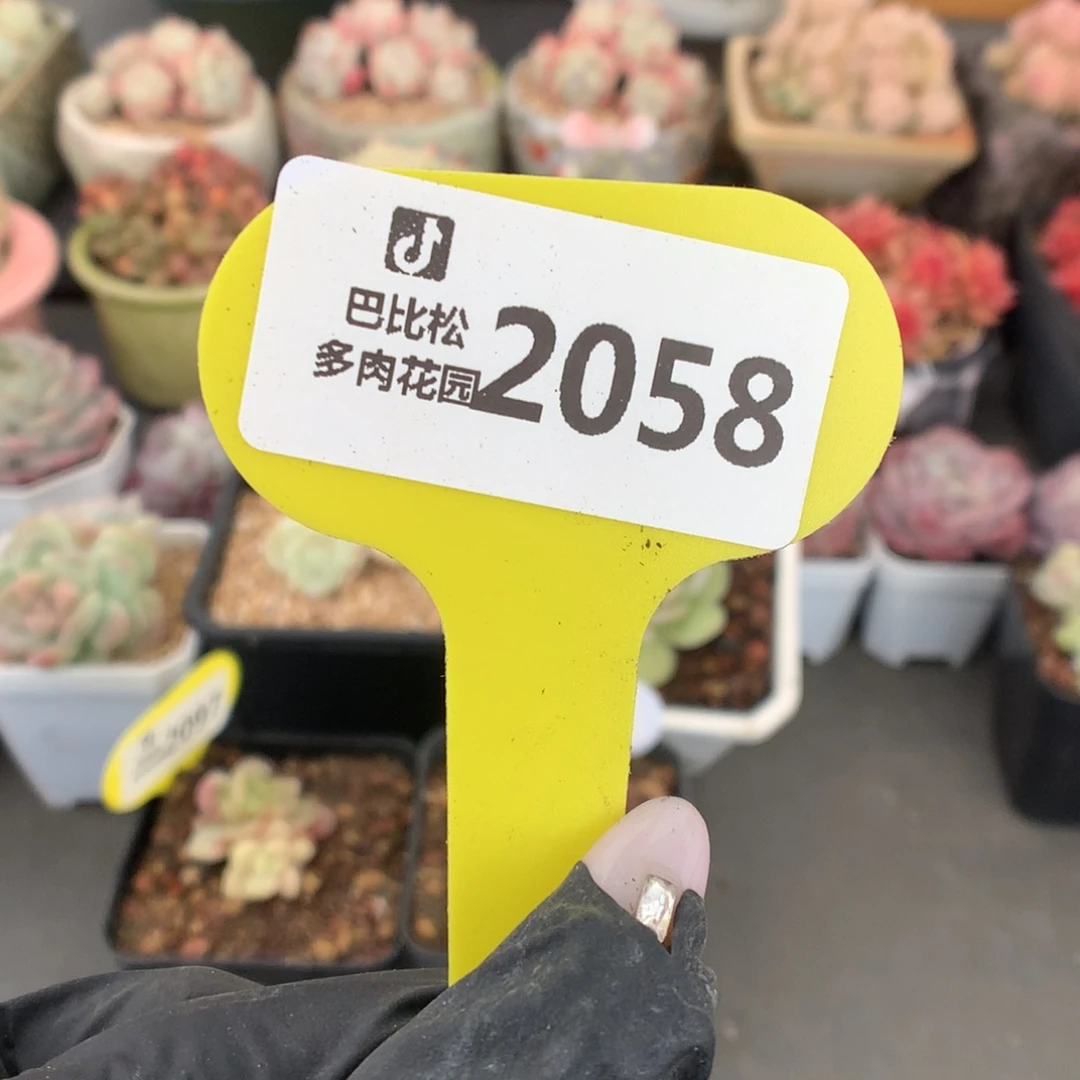 2058 冰玉石化盲盒多肉