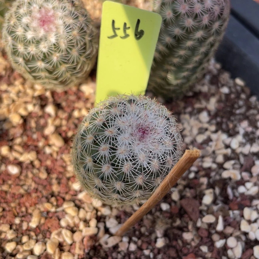 鹿角柱实生仙人球翡翠白花三光
