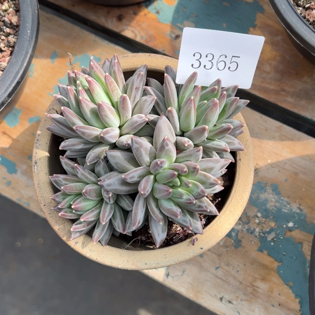 岁**s3365多肉多多多多