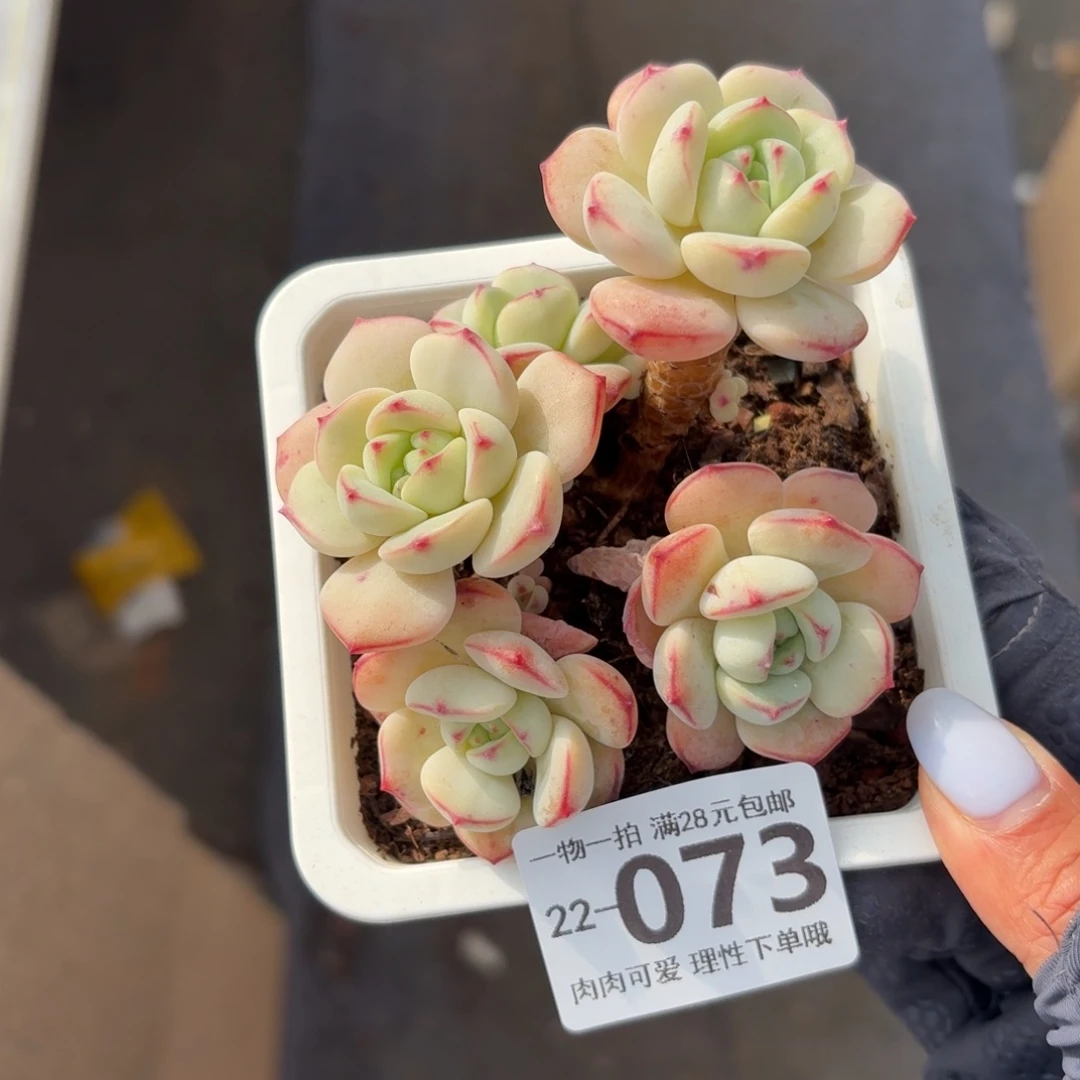 白底香无盆土发货