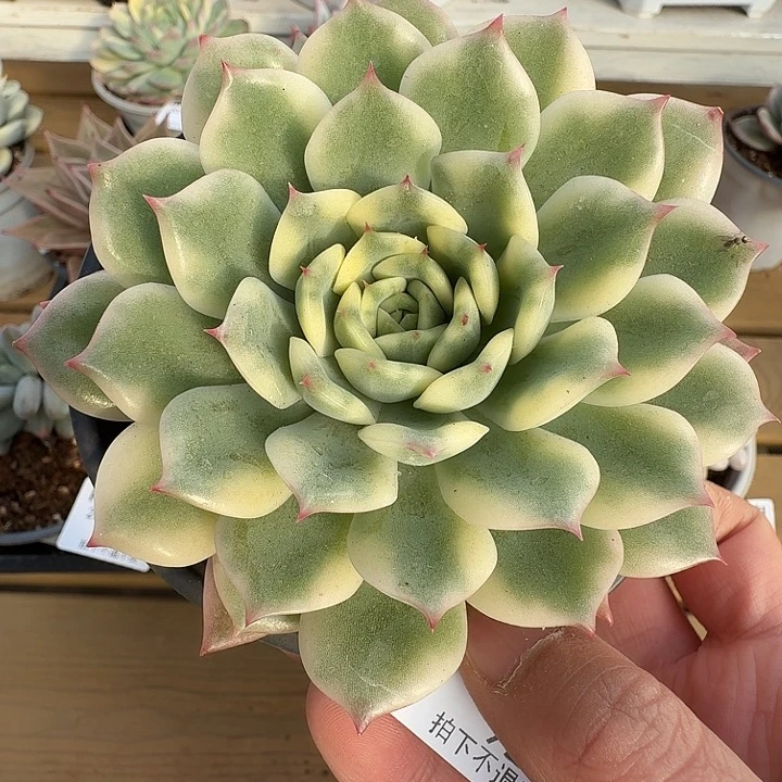 十秋锦11111125-92