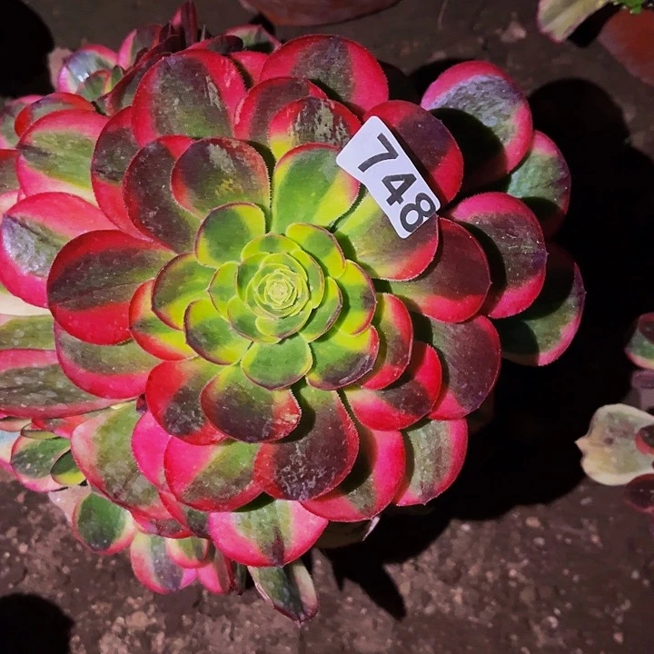 748奶白宽锦多肉植物处理不售后