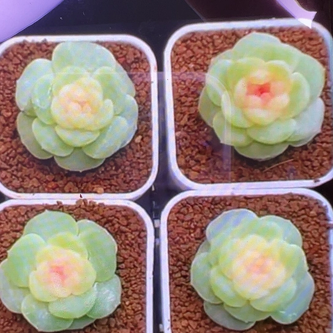 阿花状态图。