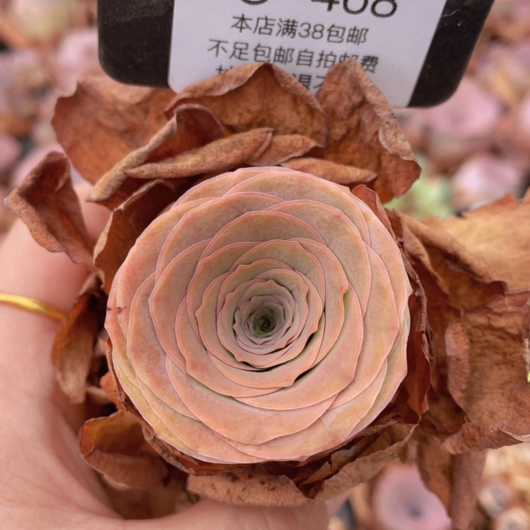 山地玫瑰C468裸根发货断枝不包损不售后