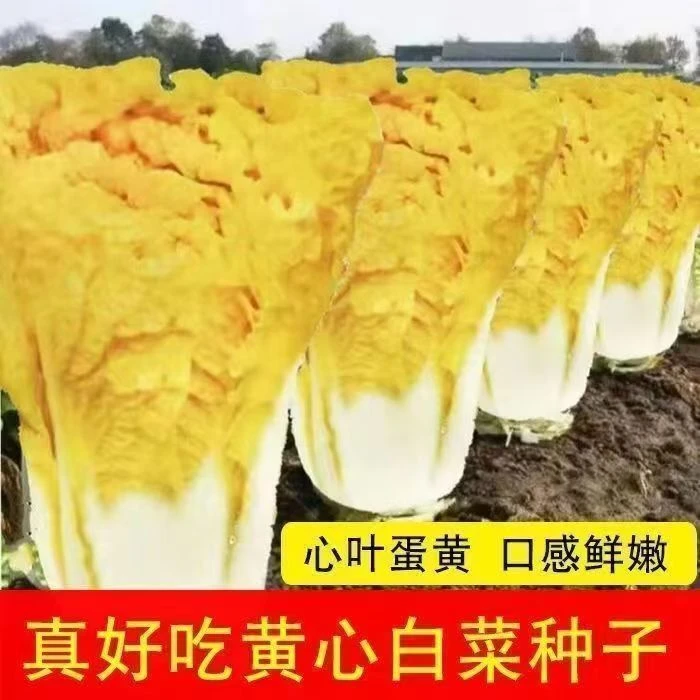 真好吃鸡蛋黄大白菜种子黄心白菜籽农家田园夏秋季易播种蔬菜种子