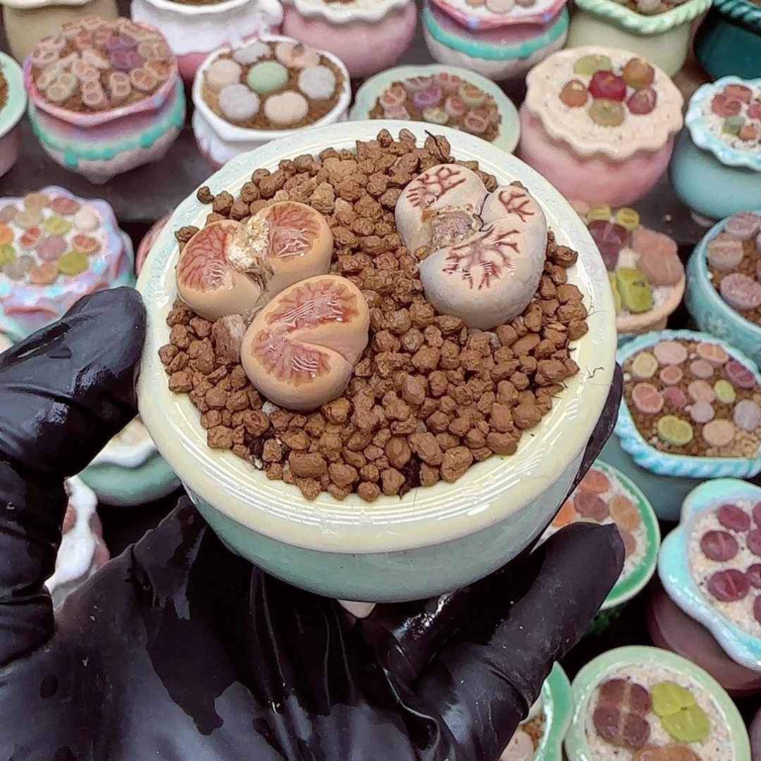 生石花满18包邮1227-39