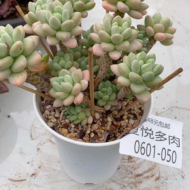 夏悦多肉0601-50鱼子酱