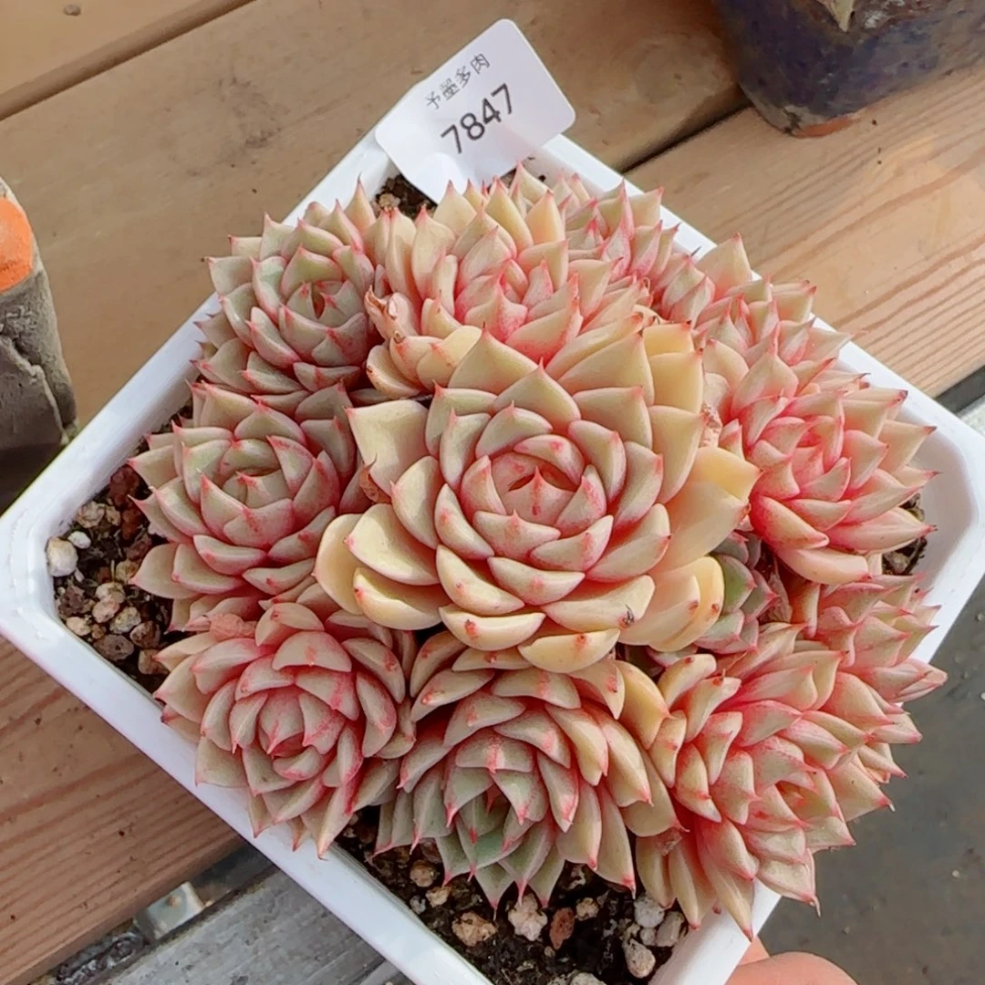 笨吧无砍，7847多肉植物