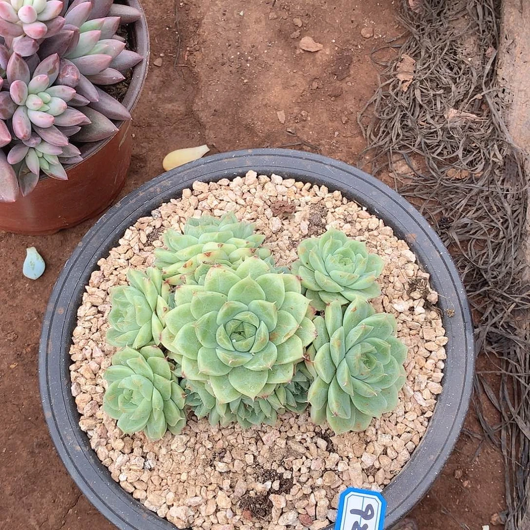 923杂一物一拍多肉