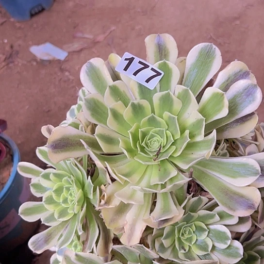思*多肉植物一个缺枝