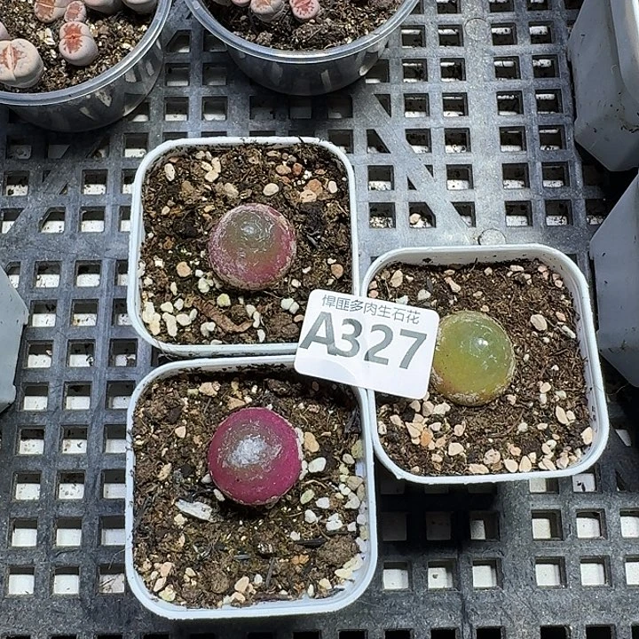 327 多肉植物多肉植物