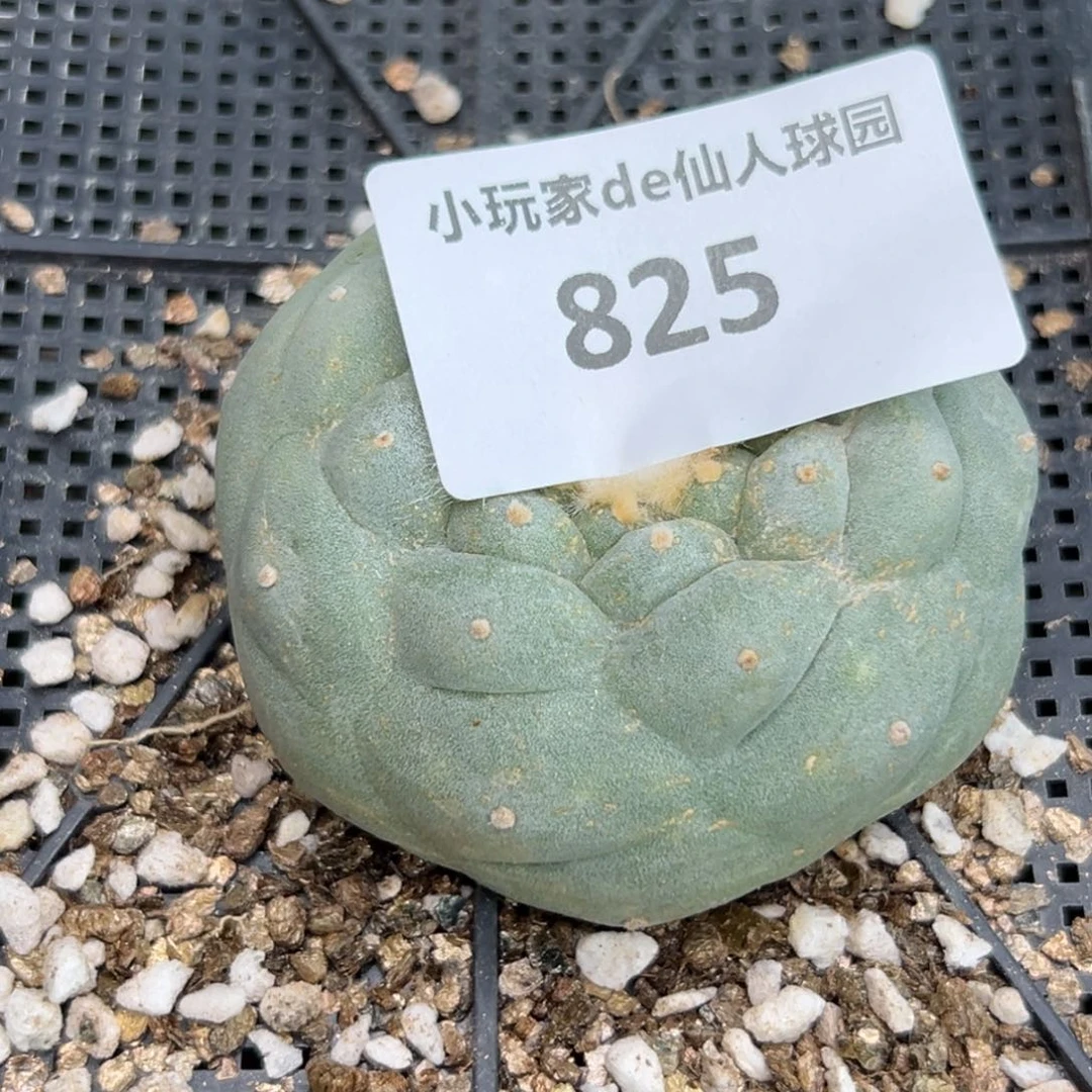 言*825 有根 仙人球的世界里