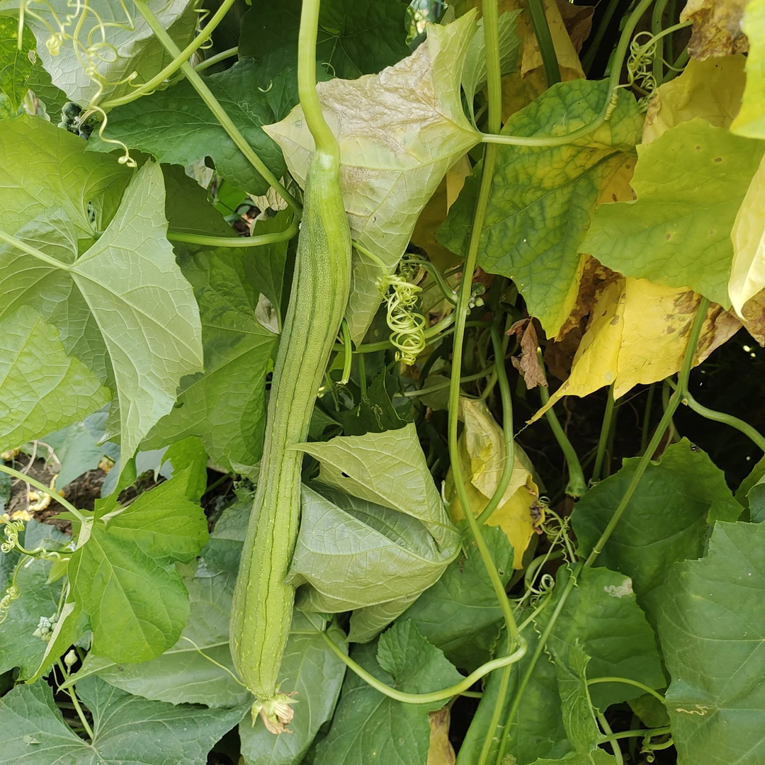 自家种植自然生长新鲜丝瓜3斤