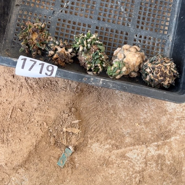 牡丹仙人球1719号