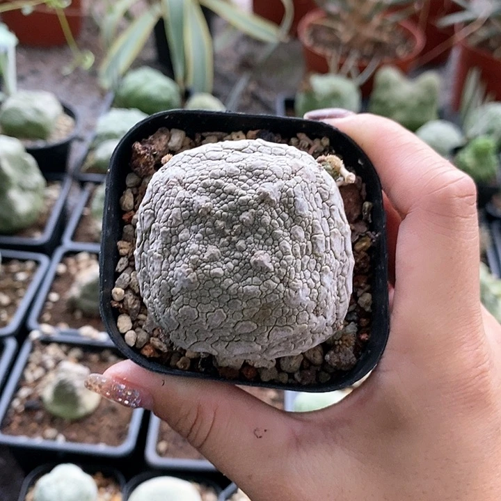 花花草草花花草草
