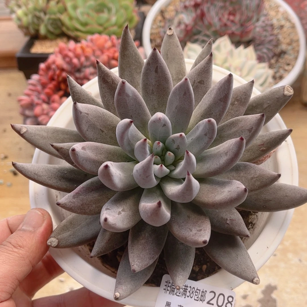 208魔爪德华多肉