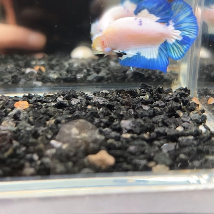 斗鱼竞拍跑单拉黑18日95