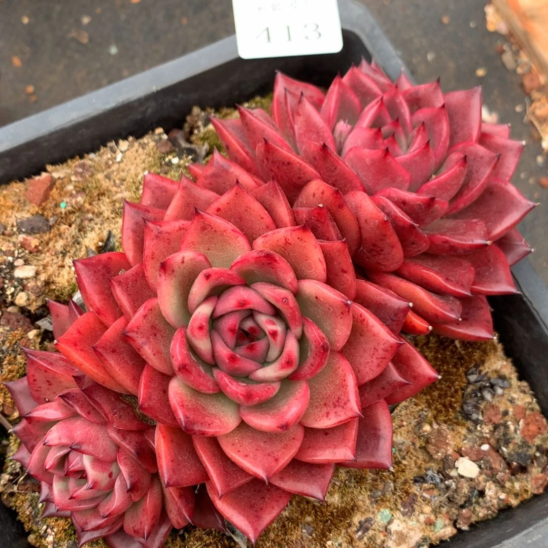 413杂交精品基地14冠