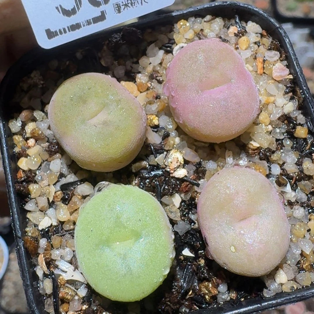 zzzz精品生石花556疤特