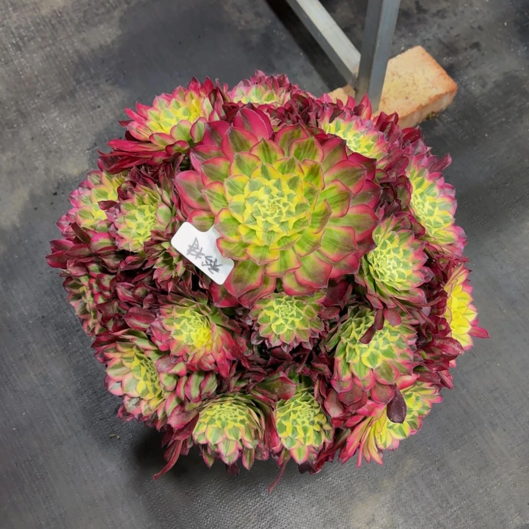 矜*天合精品法师