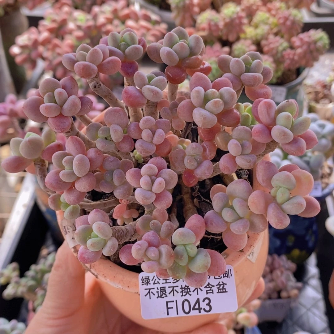 鱼子酱老桩12cm1043多肉植物