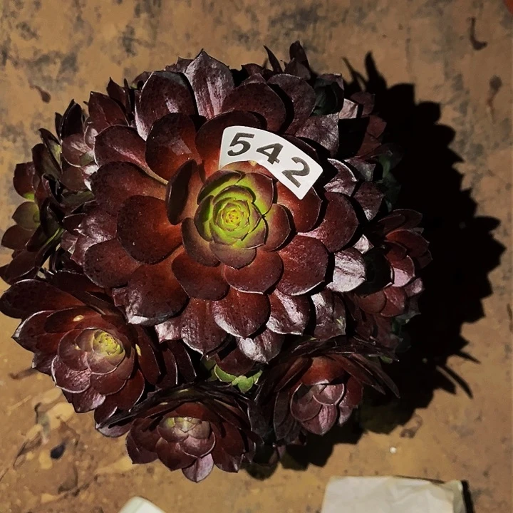 542黑骑士多肉植物处理不售后