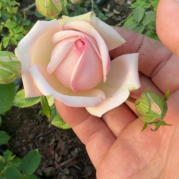 无花朵棕榈岛小苗