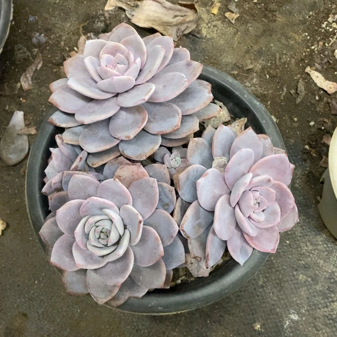 红茶三大头起发大盆