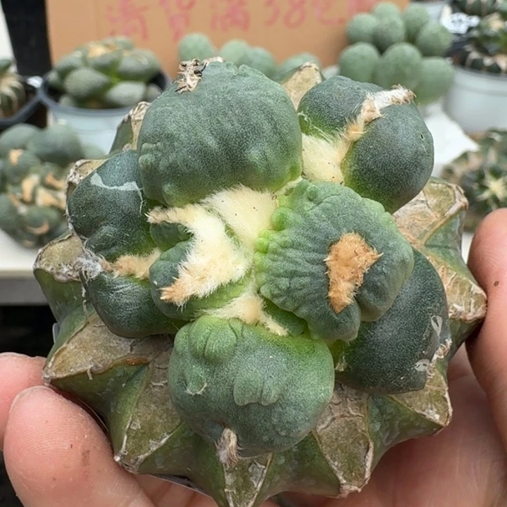 【闪购商品】无花朵栗源蛋怒384