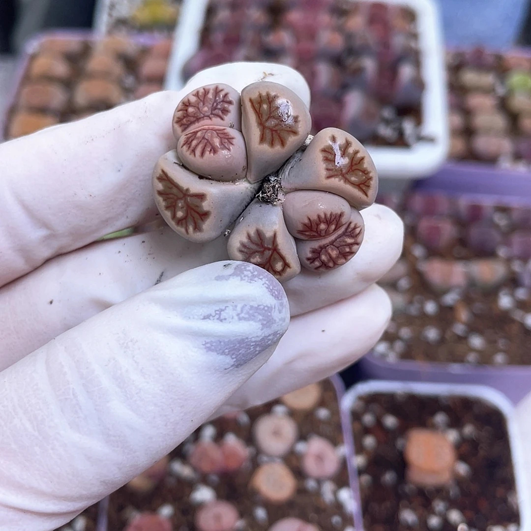 410 双头美菊…………