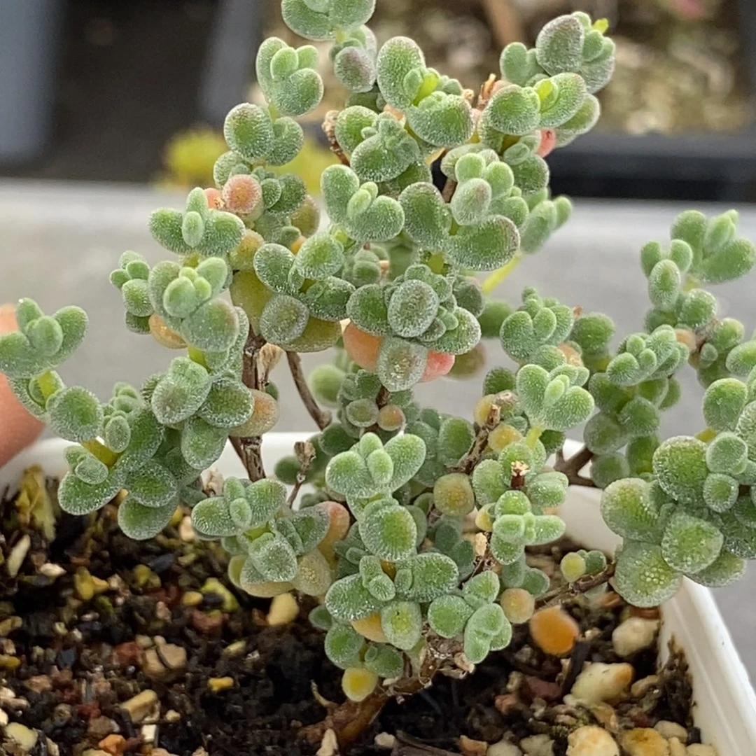 172莱斯。
