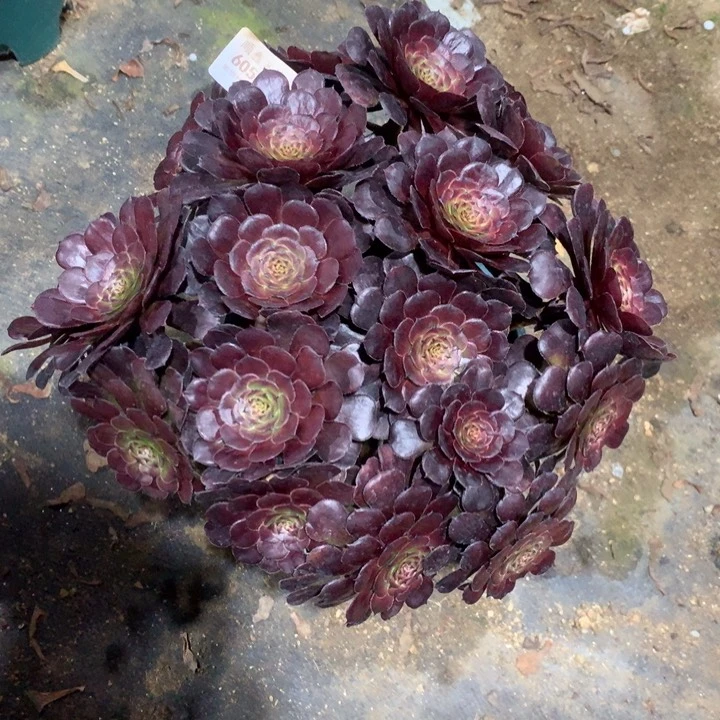 605黑萝莉多肉植物
