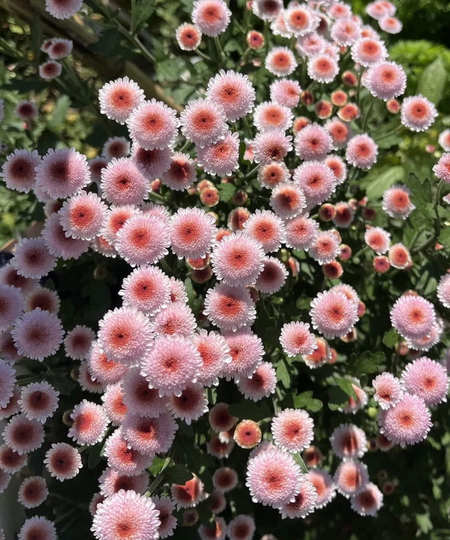 YT【多头小菊】珠玉之卵室内浓香型好养盆栽花卉云南基地直发