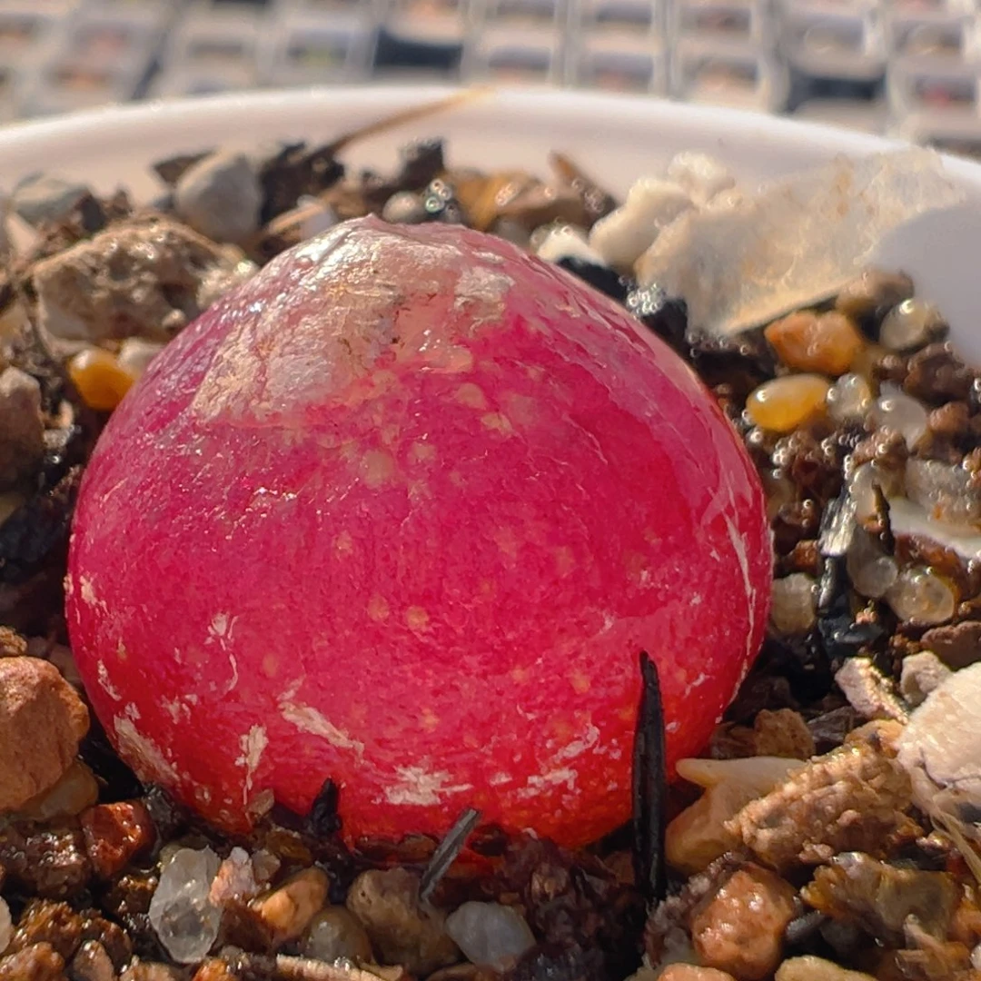 141多肉植物百科知识