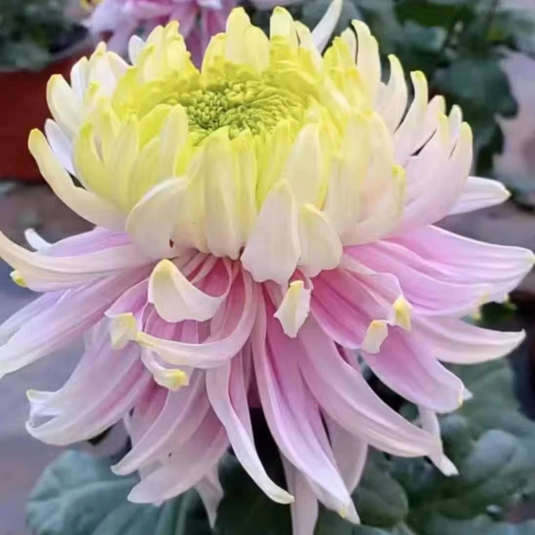 【盘龙木兰】菊花盆栽大花九月菊室内外阳台庭院好养耐寒