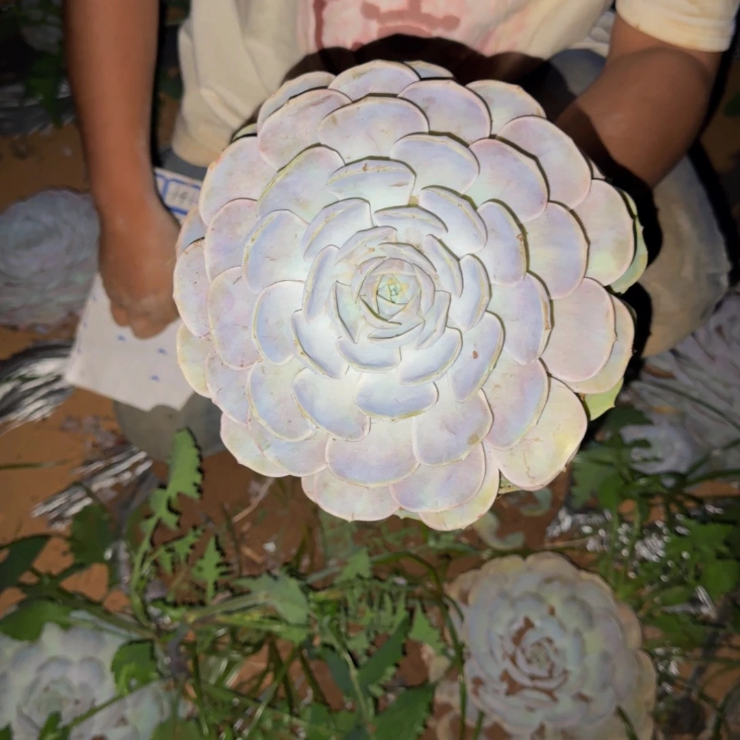 多肉 一颗 不包损151号