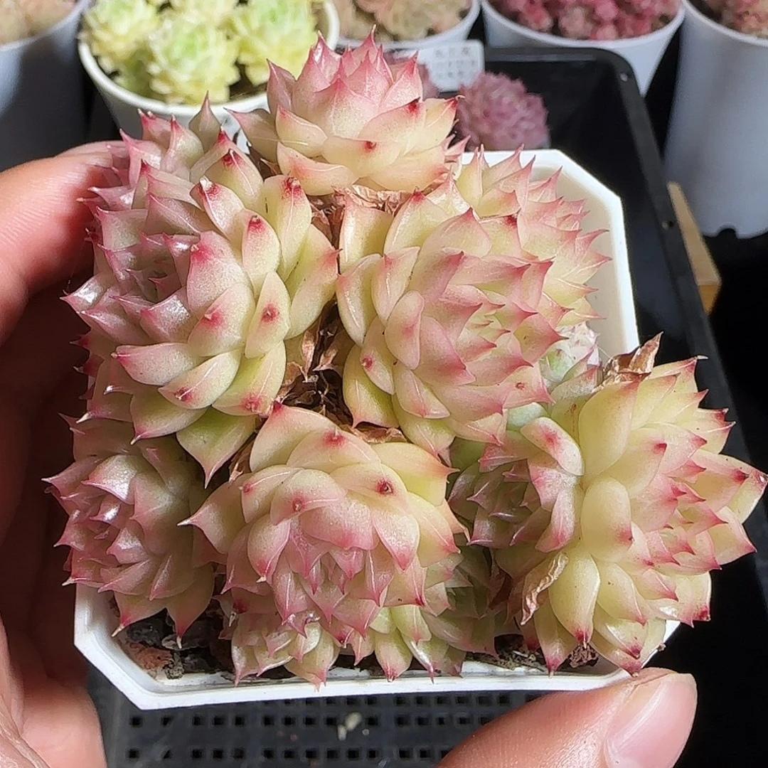 多肉1221-68麦秆群