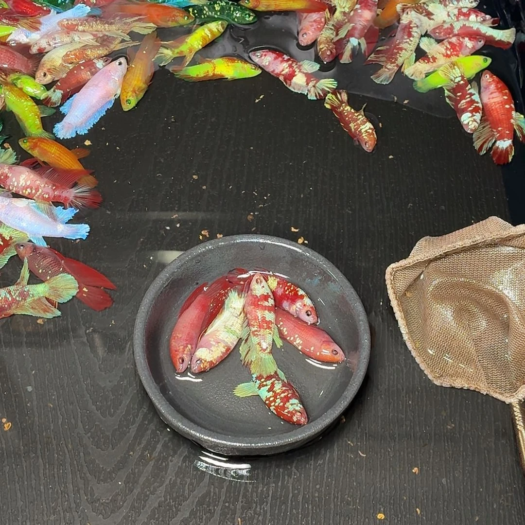 斗鱼6只母鱼混搭一起