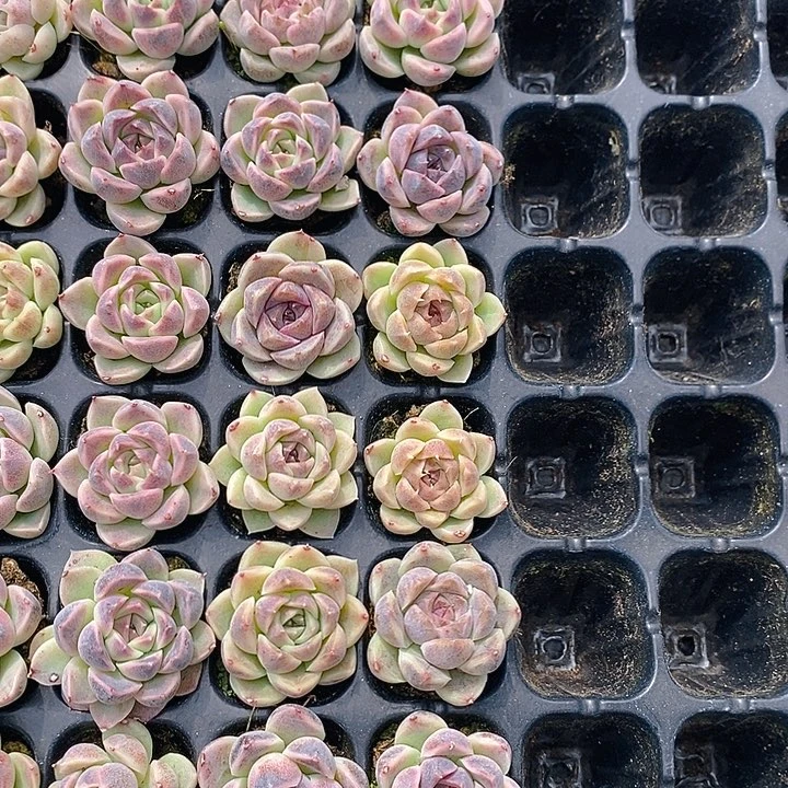 207 多肉植物盆栽花卉植物