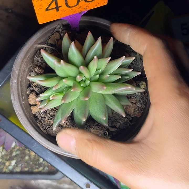 多肉植物布丁缀406
