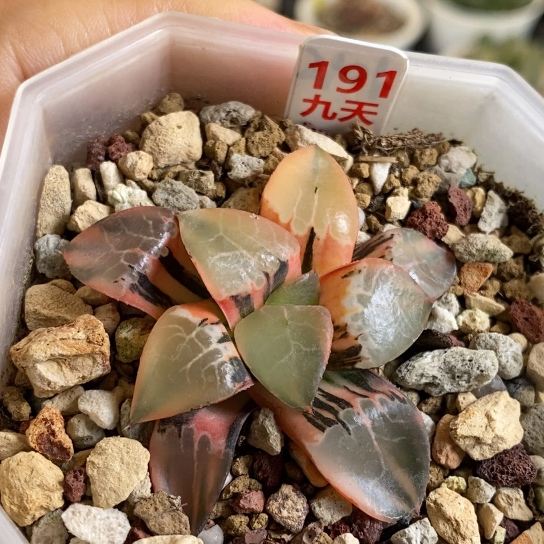 191号火凤凰克锦多肉