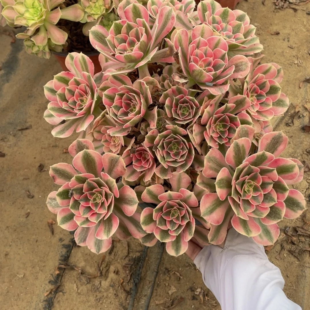 620 法师多肉断枝不包