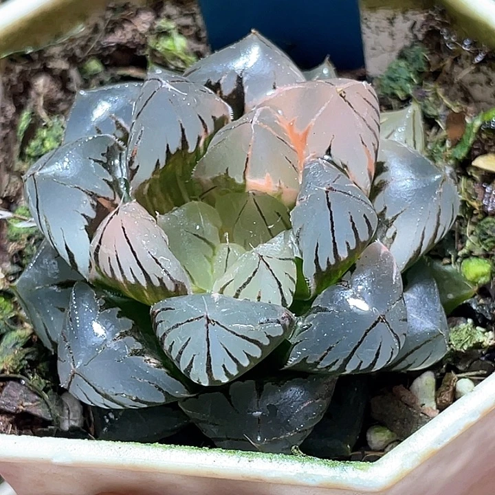 496水晶玉露锦特选福利