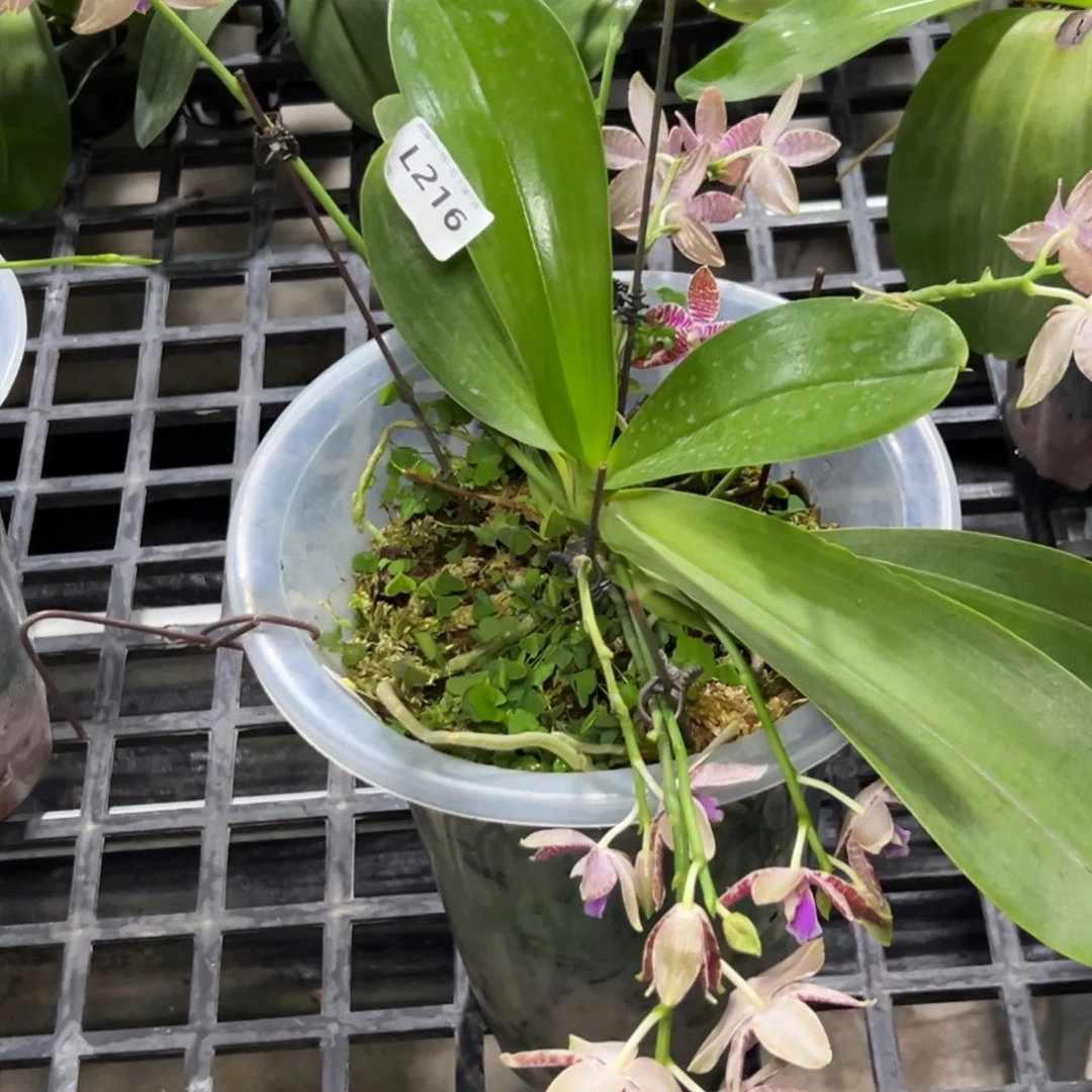 今***天完全开放l216十寸路德