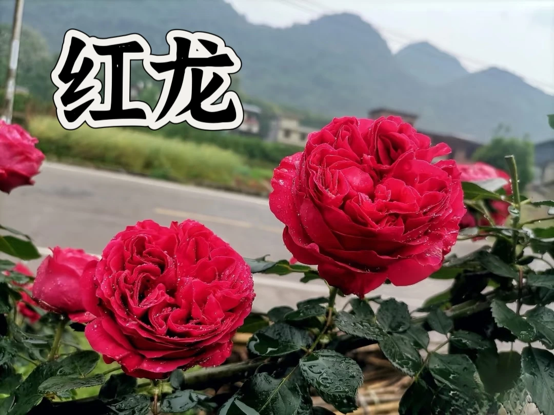 【红龙】芊喜花园精选月季  大花浓香勤花  露天高抗实生根接苗