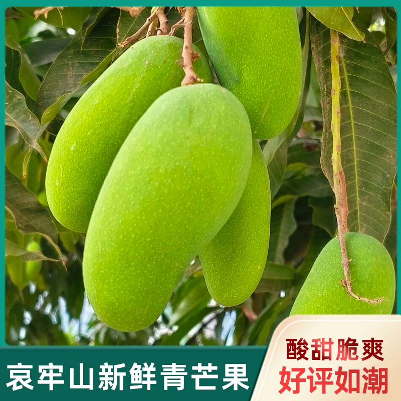 云南哀牢山特色榴莲青芒果酸甜脆爽产地直发生脆新鲜老品种芒果